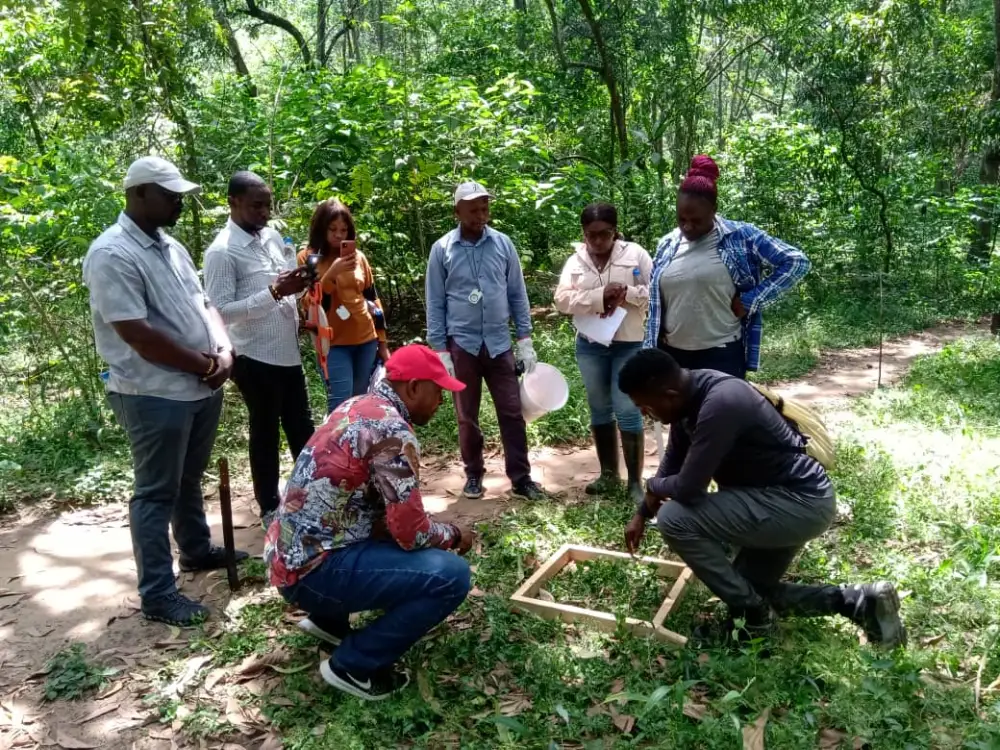 Renforcement des capacités nationales en inventaire forestier national au Congo